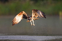 Osprey (Pandion haliaeetus) in flight, fishing at dawn, Rothiemurchus forest, Cairngorms NP, Scotland, UK, July. Photographer quote: ^^This female, caught at first light, has two hungry chicks waiting...