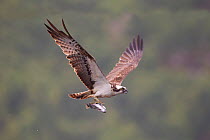 Osprey (Pandion haliaeetus) in flight, fishing at dawn, Rothiemurchus forest, Cairngorms NP, Scotland, UK, July. 2020VISION Book Plate.