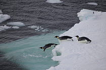 Young Emperor penguins (Aptenodytes forsteri) jumping off ice floes, Antarctica, February 2011.