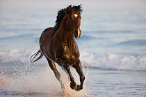 Purebred bay Azteca stallion running on beach through sea, Summerland Beach, Ojai, California, USA