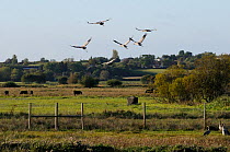 Six juvenile Common / Eurasian cranes (Grus grus), reared by the Great Crane Project, flying out from their initial release enclosure to forage on the Somerset Levels and Moors, with cattle and houses...