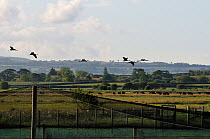 Six juvenile Common / Eurasian cranes (Grus grus), reared by the Great Crane Project, flying out from their initial release enclosure to forage on the Somerset Levels and Moors, with cattle in the bac...