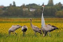 Four juvenile Common / Eurasian cranes (Grus grus) released by the Great Crane Project onto the Somerset Levels and Moors, foraging near an adult crane decoy, with Autumn Hawkbit (Leontodon autumnalis...