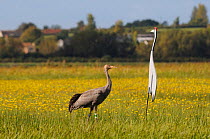 Juvenile Common / Eurasian crane (Grus grus) ^Pepper^ released by the Great Crane Project onto the Somerset Levels and Moors, standing near an adult crane decoy, with Autumn Hawkbit (Leontodon autumna...