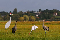 Two juvenile Common / Eurasian cranes (Grus grus), recently released by the Great Crane Project onto the Somerset Levels and Moors, standing alert near adult crane decoys in dawn sunlight, with male c...