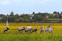 Flock of ten juvenile Common / Eurasian cranes (Grus grus) released by the Great Crane Project onto the Somerset Levels and Moors, foraging near adult crane decoys, with Autumn Hawkbit (Leontodon autu...