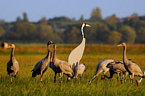 Mixed flock of 4 month old and 16 month old Common / Eurasian cranes (Grus grus), released by the Great Crane Project onto the Somerset Levels and Moors, standing alert or foraging near adult crane de...