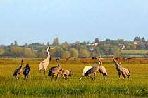 Mixed flock of 4 month old and 16 month old Common / Eurasian cranes (Grus grus), released by the Great Crane Project onto the Somerset Levels and Moors, with juvenile males challenging one another ne...