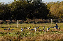 Mixed flock of 4 month old and 16 month old Common / Eurasian cranes (Grus grus), released by the Great Crane Project onto the Somerset Levels and Moors, gathered to roost at sunset beside a dummy sur...