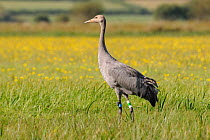 Juvenile Common / Eurasian crane (Grus grus) "Pepper" recently released by the Great Crane Project onto the Somerset Levels and Moors, standing alert in a grassy meadow with Autumnal hawkbit (Leontodo...