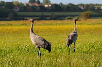 Two juvenile Common / Eurasian cranes (Grus grus) "Pepper" and "Trinny" released by the Great Crane Project onto the Somerset Levels and Moors, standing alert in a meadow, with Autumn Hawkbit (Leontod...