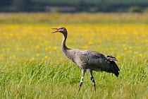 Juvenile Common / Eurasian crane (Grus grus) ^Pepper^ released by the Great Crane Project onto the Somerset Levels and Moors, callling to other Cranes as it stands in a meadow with Autumn Hawkbit (Leo...