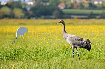 Juvenile Common / Eurasian crane (Grus grus) ^Pepper^ released by the Great Crane Project onto the Somerset Levels and Moors, near an adult crane decoy, with a carpet of Autumn Hawkbit (Leontodon autu...