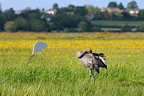 Juvenile Common / Eurasian crane (Grus grus) "Pepper" released by the Great Crane Project onto the Somerset Levels and Moors, preening as it stands near an adult crane decoy, with Autumn Hawkbit (Leon...