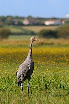 Juvenile Common / Eurasian crane (Grus grus) ^Pepper^ recently released by the Great Crane Project onto the Somerset Levels and Moors, standing alert in a grassy meadow with Autumnal hawkbit (Leontodo...