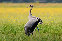 Juvenile Common / Eurasian crane (Grus grus) 'Pepper' released by the Great Crane Project onto the Somerset Levels and Moors, stretching a wing while standing in a grassy meadow with Autumn Hawkbit (L...