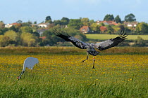 Juvenile Common / Eurasian crane (Grus grus) 'Trinny' released by the Great Crane Project coming in to land near an adult crane decoy in a meadow of Autumn Hawkbit (Leontodon autumnalis) flowers. Some...