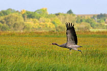 Juvenile female Common / Eurasian crane (Grus grus) 'Trinny' recently released by the Great Crane Project onto the Somerset Levels and Moors, running to take off from a meadow, Somerset, UK, Autumn 20...