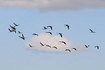 Flock of twenty-four Common / Eurasian cranes (Grus grus), some aged 16 months, some 4 months, released by the Great Crane Project in 2010 and 2011, in flight over the Somerset Levels and Moors, Somer...