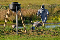 Four month old, brown-headed male Common / Eurasian crane (Grus grus) released by the Great Crane Project, challenging 16 month old female 'Tamsin', near a grain feeder and a dummy surrogate parent ma...