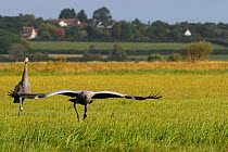 Juvenile Common / Eurasian crane (Grus grus) recently released by the Great Crane Project onto the Somerset Levels and Moors, running to take off from a meadow as another watches, Somerset, UK, Autumn...