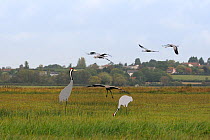 Five Juvenile Common / Eurasian cranes (Grus grus) recently released by the Great Crane Project coming in to land in a meadow on the Somerset Levels and Moors, alongside some adult crane decoys, with...