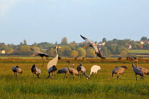 Two juvenile Common / Eurasian cranes (Grus grus) coming in to land alongside mixed flock of 4 month old and 16 month old Cranes released by the Great Crane Project onto the Somerset Levels and Moors,...