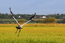 Juvenile Common / Eurasian crane (Grus grus) recently released by the Great Crane Project onto the Somerset Levels and Moors, taking off from a meadow, Somerset, UK, Autumn 2011.