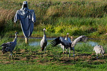 Common / Eurasian crane (Grus grus) ^Albert^, a brown-headed 4 month old reared by the Great Crane Project, challenging 16 month old female 'Sedge', near a surrogate parent manakin within their initia...