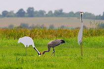 Recently fledged juvenile Common / Eurasian crane (Grus grus) released by the Great Crane Project onto the Somerset Levels and Moors, foraging by adult crane cut out decoys, Somerset, UK, Autumn 2011....