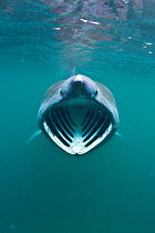Basking shark (Cetorhinus maximus) with mouth wide open feeding on plankton concentrated in surface waters close to the island of Coll, Inner Hebrides, Scotland, UK, June 2011. 2020VISION Exhibition....