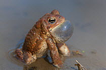 American Toad (Bufo americanus) calling. Schulykill Center for Environmental Education, Philadephia, USA, April.