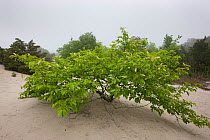 Black Cherry (Prunus serotina) in sand dunes. Higbee Beach, New Jersey, USA, May.