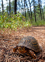 Eastern Box Turtle (Terrapene carolina) on pine forest floor. New Jersey, USA, April.