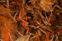 Fairy Shrimp (Eubranchius) and copepods in vernal pool. New Jersey, USA, March.