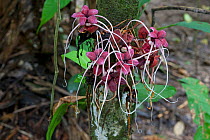 Herrania (Sterculiaceae) in flower. Buenaventura Reserve, El Oro Province, Ecuador.