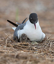 Laughing Gull (Leucophaeus atricilla) with chick on nest. New Jersey, USA, June.