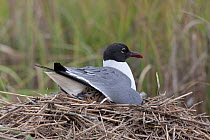 Laughing Gull (Leucophaeus atricilla) with chick on nest. New Jersey, USA, June.