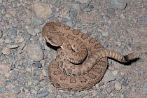 Midget Faded Rattlesnake (Crotalus viridis concolor) defensively coiled. Garfield County, Colorado, USA, June.