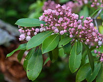 Mountain Laurel (Kalmia latifolia) in flower. New Jersey, USA, May.