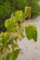 Poison Ivy (Toxicodendron / Rhus radicans) flowers. Higbee Beach, New Jersey, USA, May.