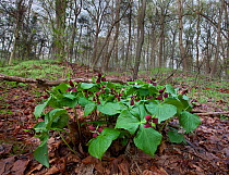 Red Trillum (Trillium erecta) on forest floor. Fairmount Park, Philadelphia, Pennsylvania, April.