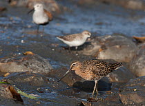 Short-billed Dowitcher (Limnodromus griseus) feeding on horseshoe crab eggs with other birds in the background. Delaware Bay, New Jersey, May.