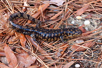 Tiger Salamander (Ambystoma tigrinum) on forest floor. Cape May County, New Jersey, March.