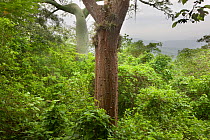 Tropical dry forest canopy. Jorupe Reserve, Loja province, Ecuador.