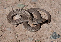 Western Terrestrial Garter Snake (Thamnophis elegans) coiled defensively. Garfield County, Colorado, USA, June.