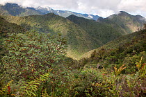 A view over temperate zone montane forest in Yanacocha Biological Reserve. Pichincha province, Ecuador, March 2011.