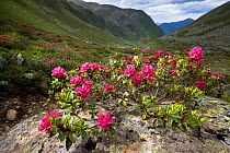 Alpenrose (Rhododendron ferrugineum) in flower against alpine landscape. Nordtirol, Tirol, Austrian Alps, Austria, 2300 metres, July.