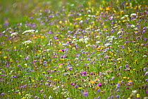Alpine meadow including purple flowers of Small Scabious (Scabiosa columbaria). Nordtirol, Tirol, Austrian Alps, Austria, 1700 metres altitude, July.