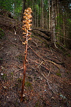 Bird's Nest Orchid (Neottia nidus-avis) flowering in coniferous woodland. The plant lacks chlorophyll and obtains nutrients from fungal hypae which it parasitises. Nordtirol, Tirol, Austrian Alps, Aus...